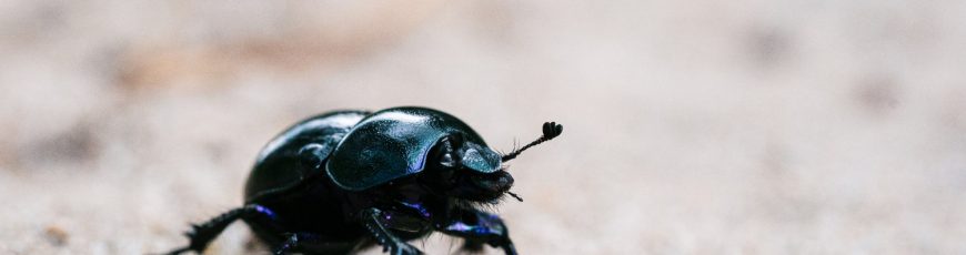 Describen un nuevo tipo de escarabajo en el Chocó ecuatoriano