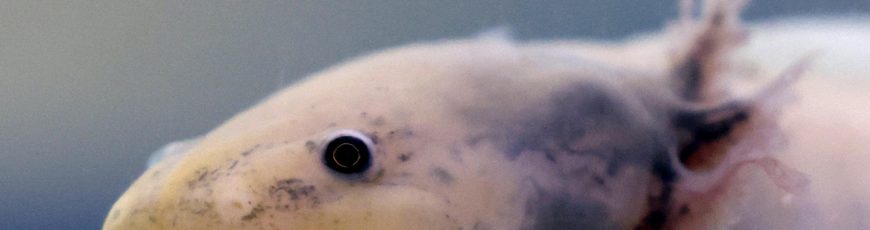 Filtros de cabello humano limpian el agua para devolver al ajolote a su hábitat en México