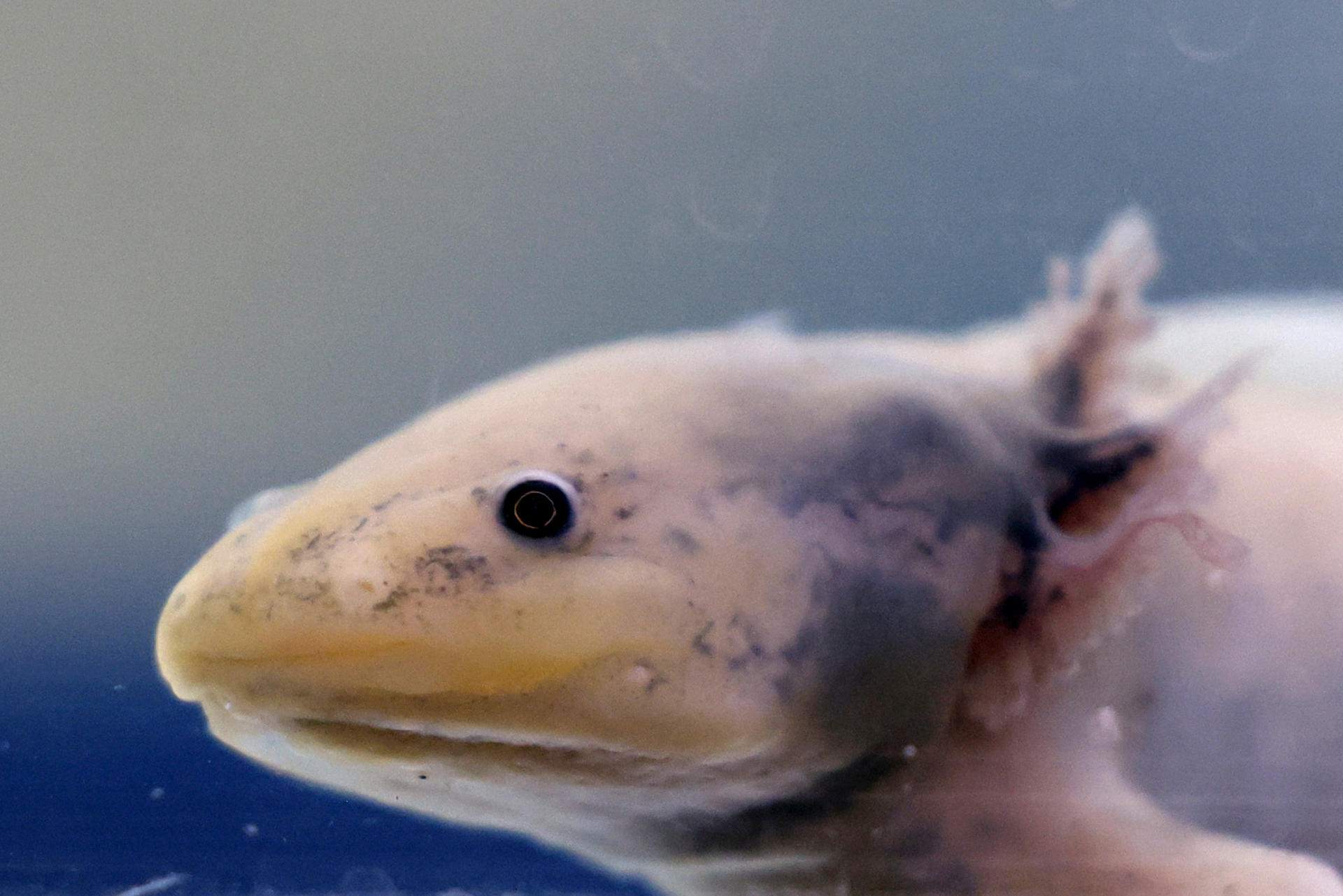 Filtros de cabello humano limpian el agua para devolver al ajolote a su hábitat en México