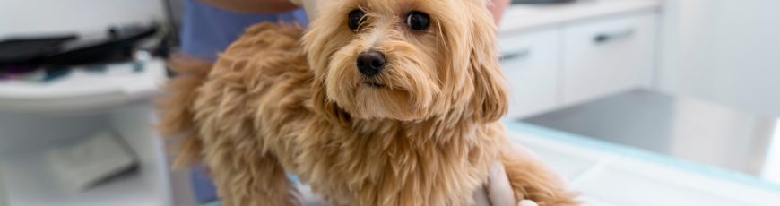 Prótesis y ortesis devuelve movilidad a mascotas discapacitadas