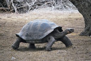 La ardua repoblación de tortugas gigantes de Galápagos: 9.500 repatriadas en medio siglo