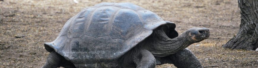 Tortugas gigantes Floreana regresan a Galápagos