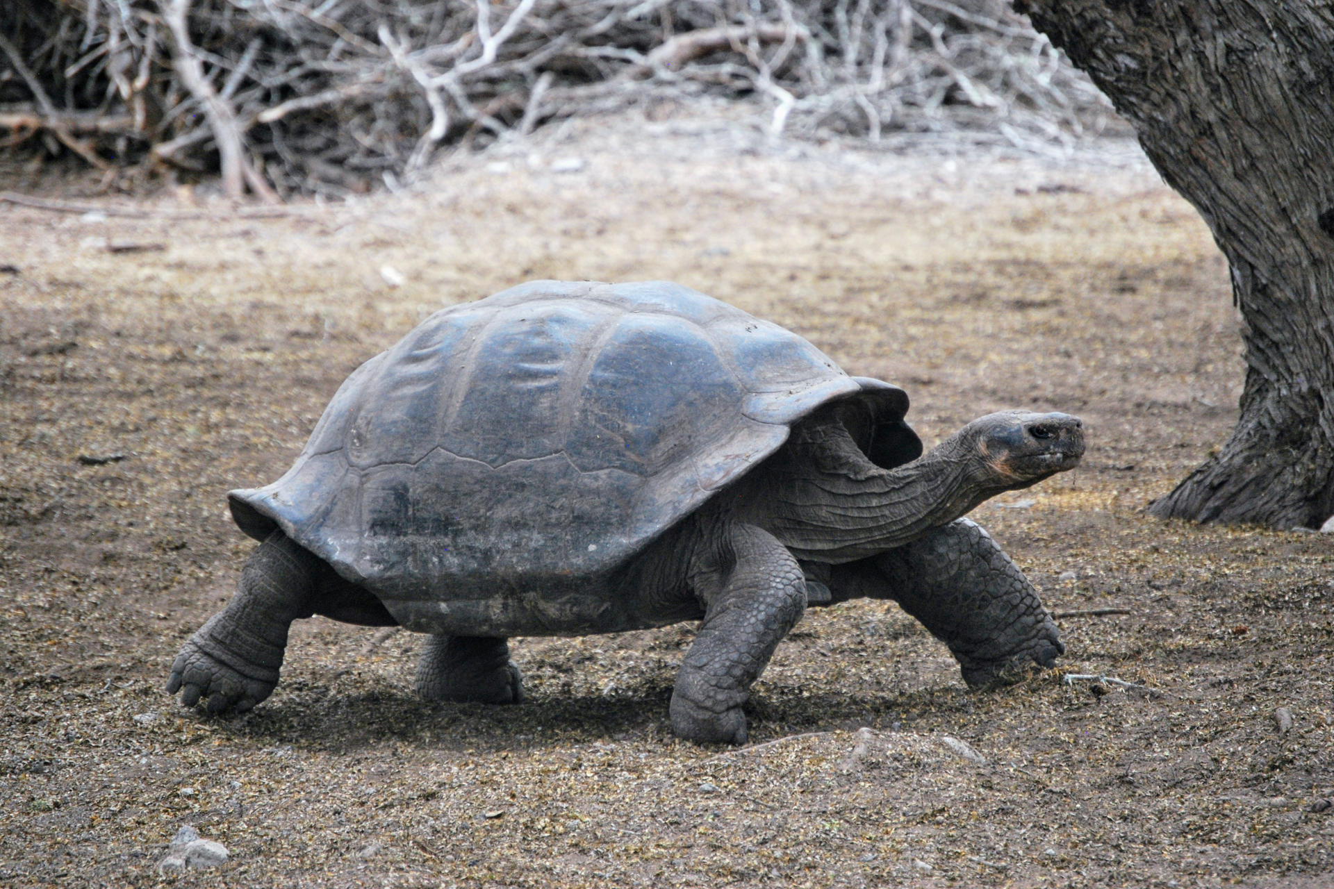 Tortugas gigantes Floreana regresan a Galápagos