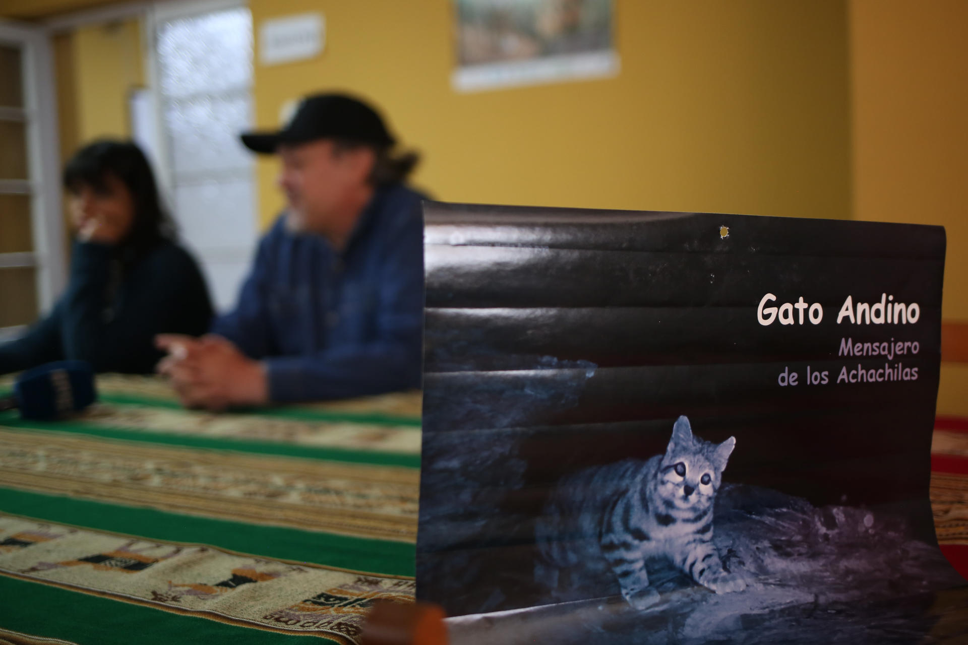 Avistamiento del gato andino impulsan su conservación en Bolivia