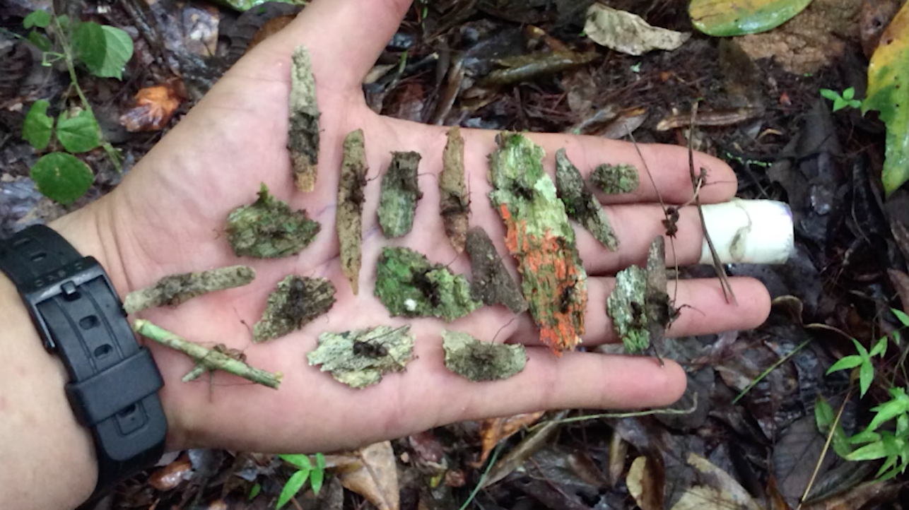 Jalisco descubre nuevas especies de hongos zombie