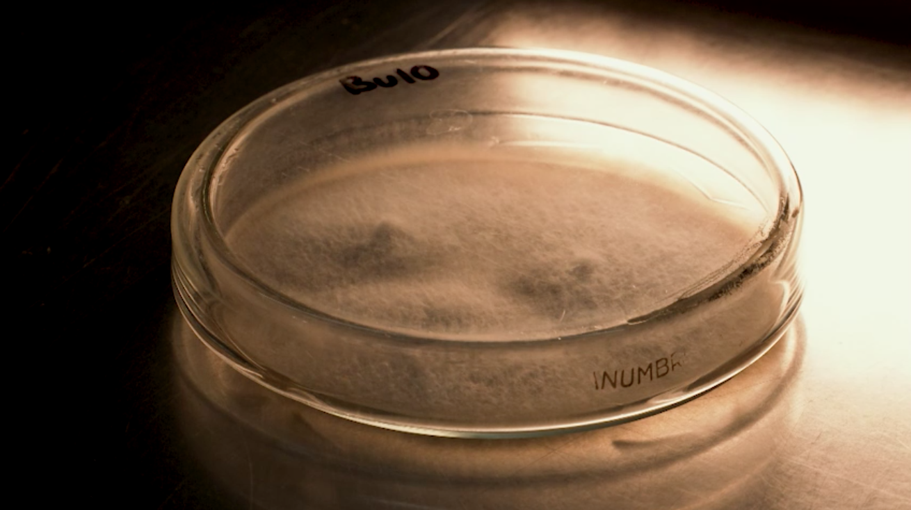 Hongos, aliados para descontaminar residuos agrícolas