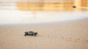 859-1-CIENCIA_Liberación de tortugas_