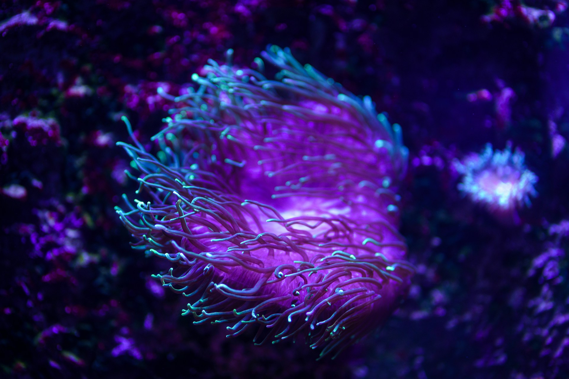 La “biota de Hua Yuan”, el yacimiento de fósiles en China