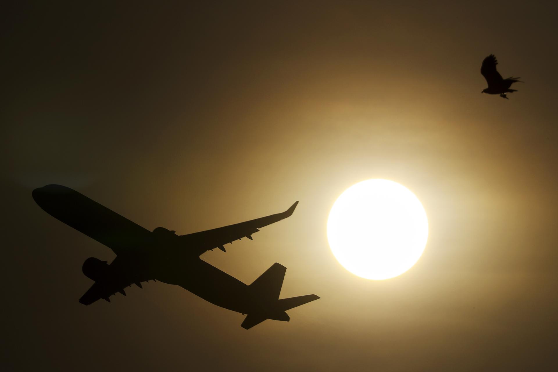 Biomimética: innovación que aprende de la naturaleza