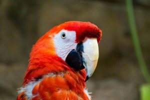 861-5-TECNO_Aves_
