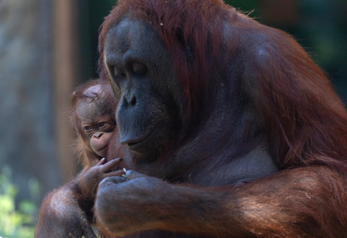Nace en el zoológico de Madrid un orangután de Borneo, especie en peligro de extinción