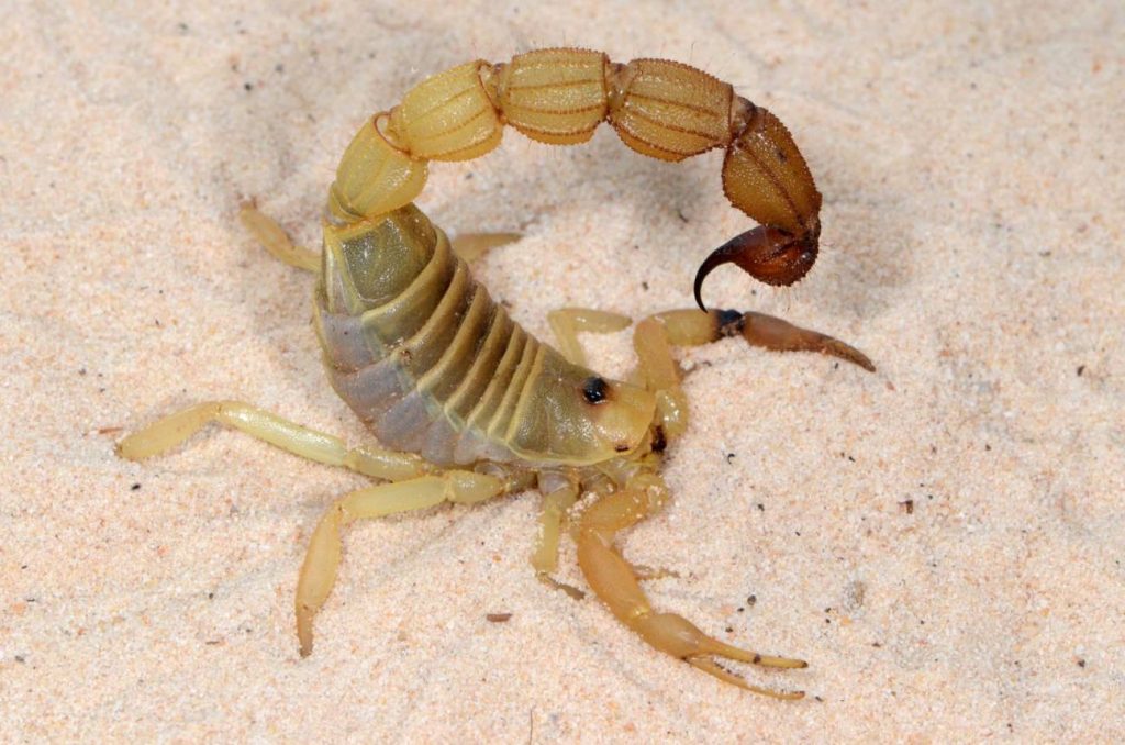 Escorpión de cola gruesa (‘Parabuthus raudus’). / Peter Webb