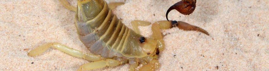 El arma secreta de los escorpiones no es solo el veneno, también su composición metálica