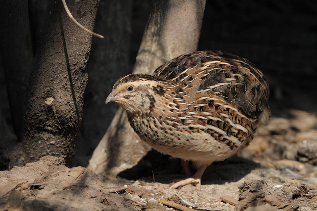 Codorniz japonesa. / Dennis Hansen