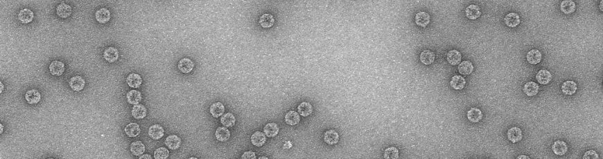 Los virus exploran su espacio genético de forma jerárquica para adaptarse a distintos ambientes