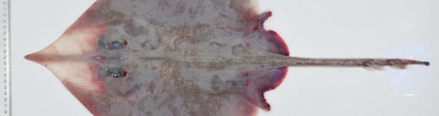 Descubren más de 110 especies marinas en aguas inexploradas del noreste de Australia