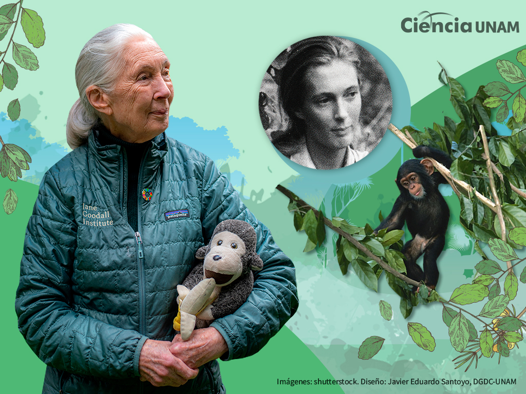 Jane Goodall nos enseñó que se puede investigar con rigor, pero también con compasión