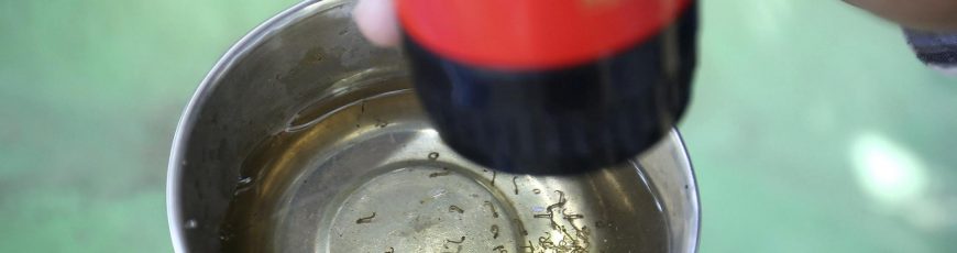 México desarrolla herramienta basada en IA para combatir el dengue ante repunte de casos