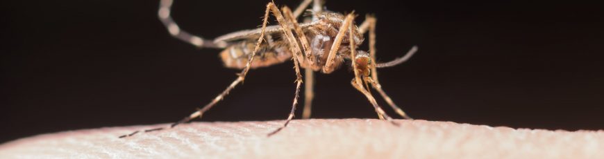 El fin de la excepcionalidad de Islandia: los mosquitos conquistan el último refugio del Ártico