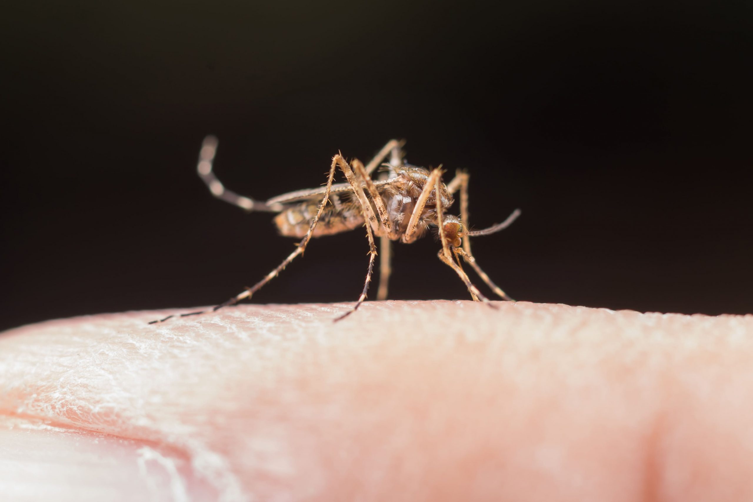 El fin de la excepcionalidad de Islandia: los mosquitos conquistan el último refugio del Ártico