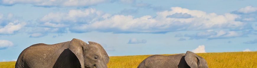 La salud de los elefantes ha dependido de su movilidad y riqueza genética, hoy amenazada