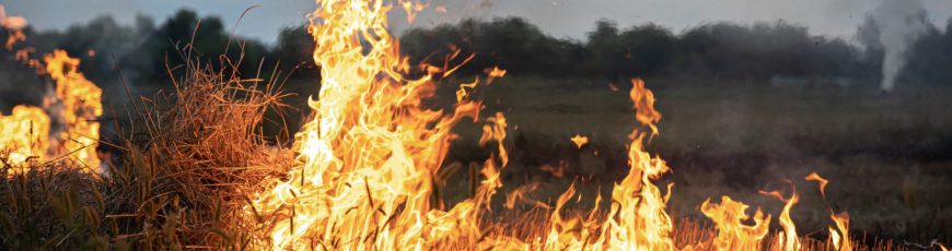 Los peores incendios en seis décadas arrasaron 60.000 hectáreas en la Patagonia argentina