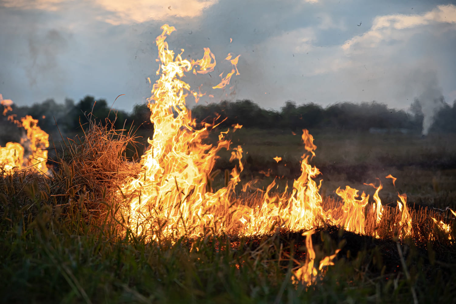 Los peores incendios en seis décadas arrasaron 60.000 hectáreas en la Patagonia argentina
