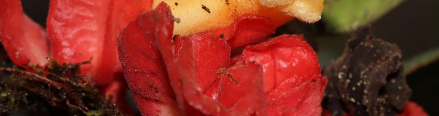 Descubren en Perú una nueva especie de planta endémica de la selva amazónica central