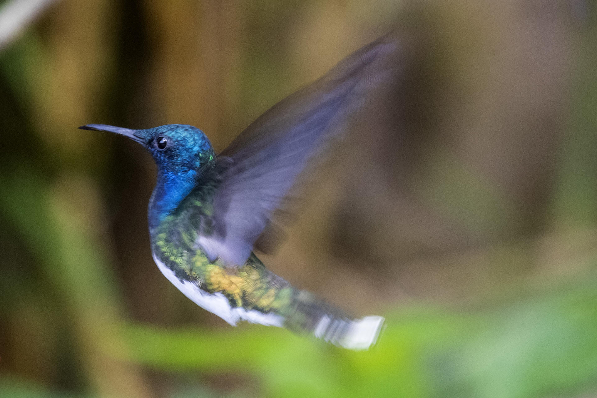 Quito implementa siete hábitats ecológicos urbanos para permitir regreso de vida silvestre