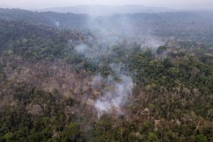 La tala continuada y el calentamiento global podrían convertir la Amazonía en una sabana