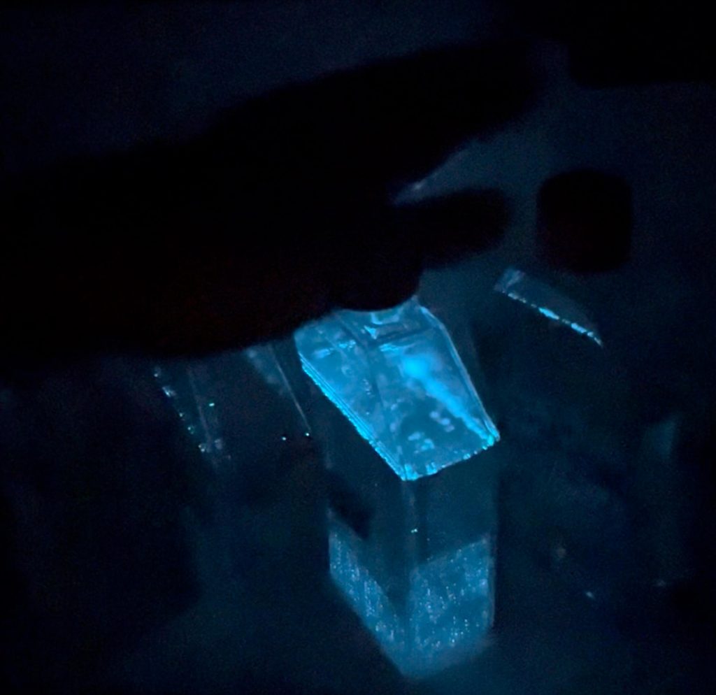 Imagen del dinoflagelado bioluminiscente Pyrocystis fusiformis, cedidas por Mairim Villafane-Vicente.