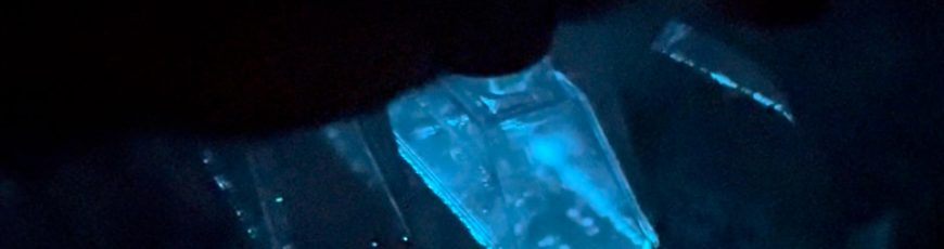 Las algas que iluminan playas con su bioluminiscencia, amenazadas por el cambio climático