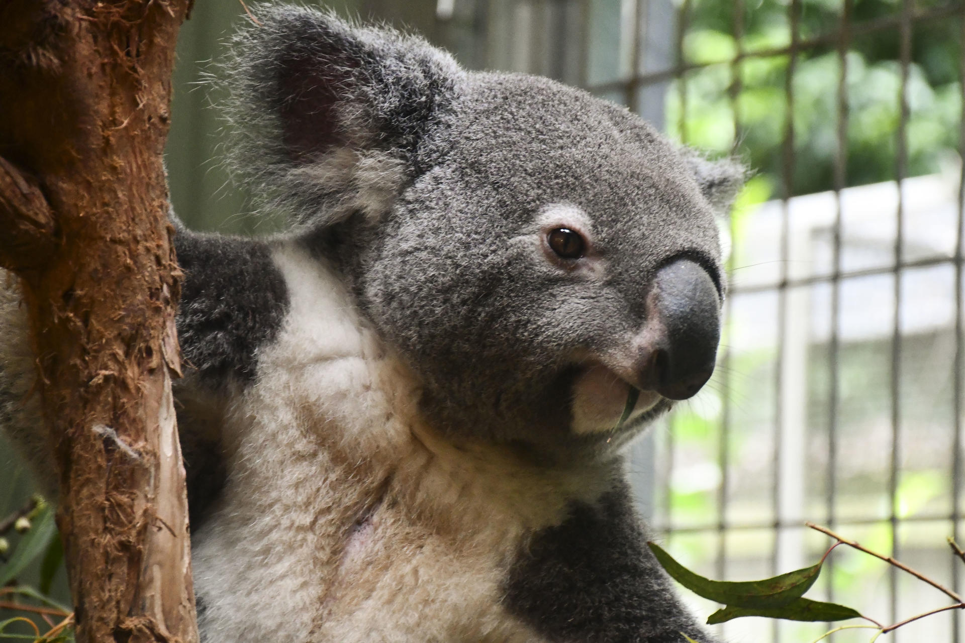 El koala tiene sed: Australia descubre cómo el calor extremo afecta al icono del país