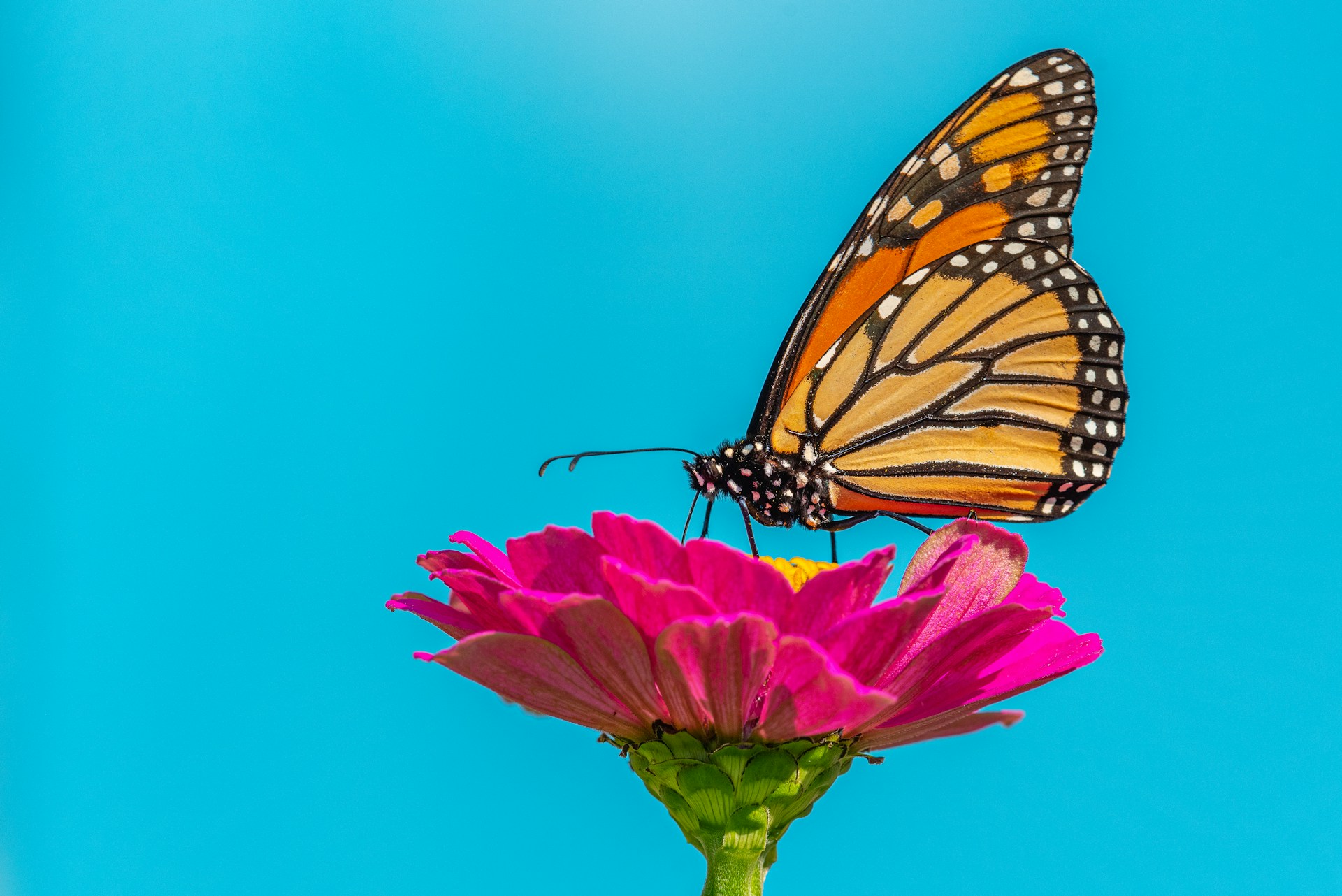 Tecnología ayuda en el registro de la migración de mariposas