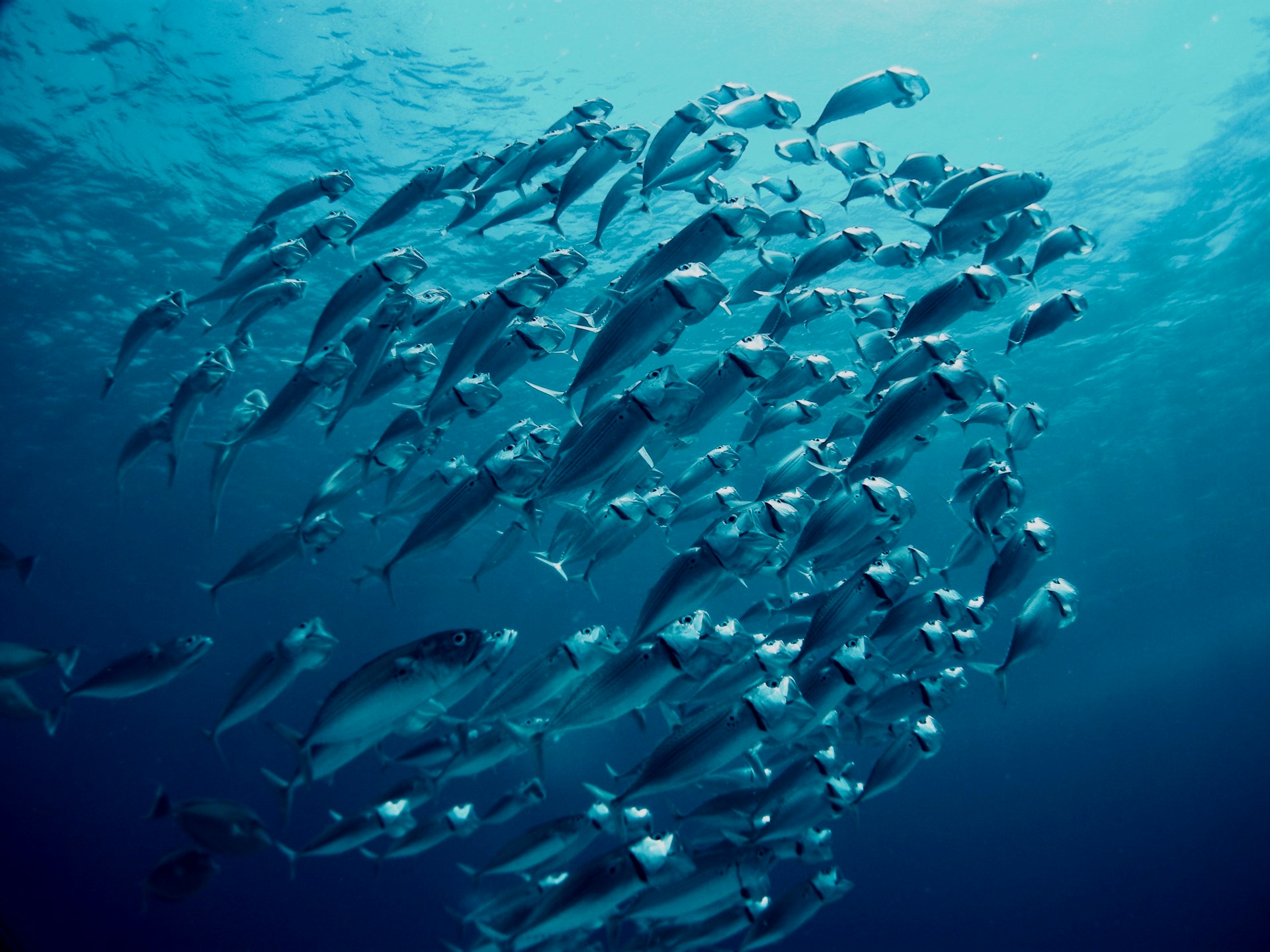 El mar, aliado en la evolución y desarrollo del ser humano