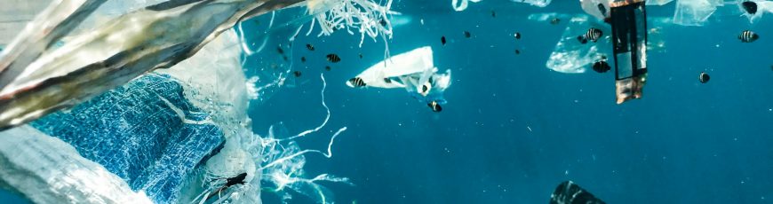 Islas de plástico se convierten en hábitat de especies marinas