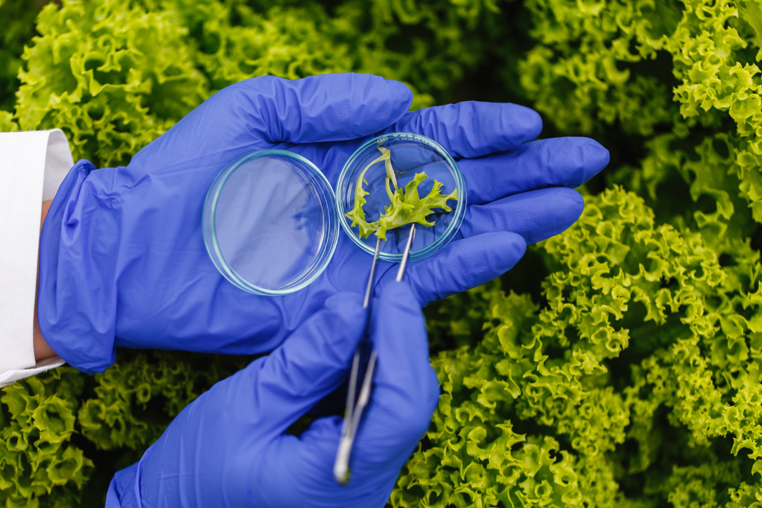 Investigan bacterias resistentes a antibióticos en cultivos de hortalizas