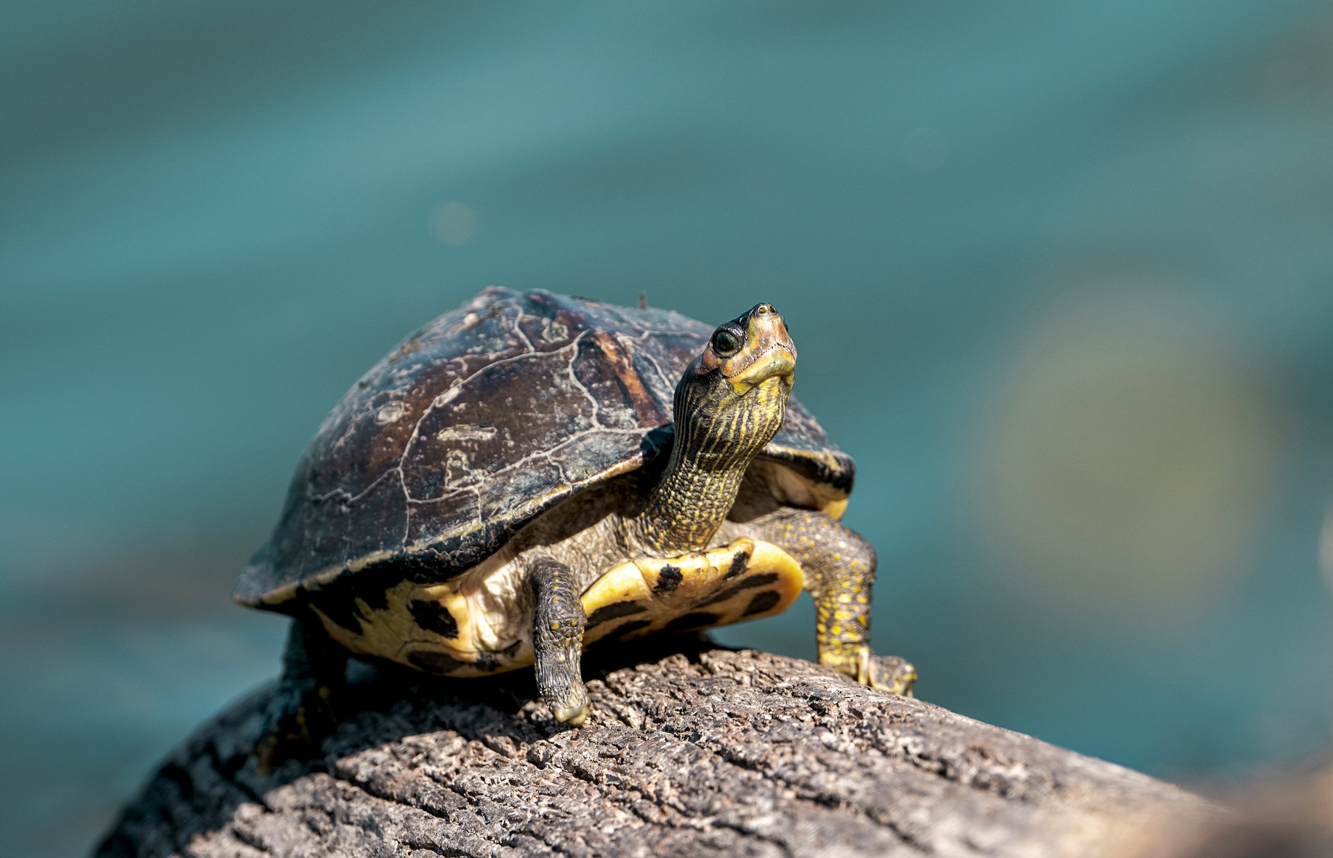 Liberan 429 especies recuperadas del tráfico ilegal en Colombia