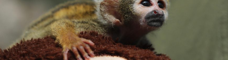 Un mono fraile rescatado, se recupera del tráfico ilegal