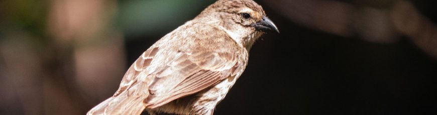 Científicos confirman una recuperación histórica del pinzón de manglar de Galápagos