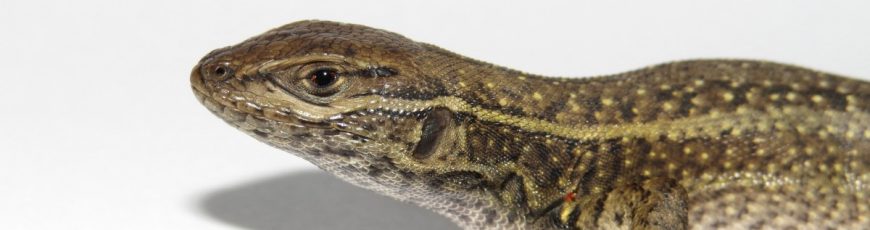Hallan nueva especie de lagartija en los andes de Perú