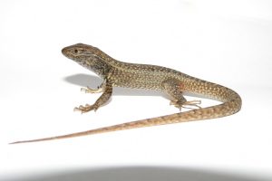 PERU-ENVIRONMENT-ANIMAL
