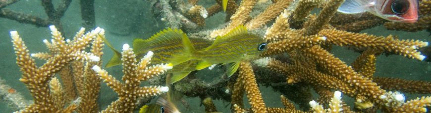 De pescadores a jardineros submarinos: la restauración de corales en Colombia