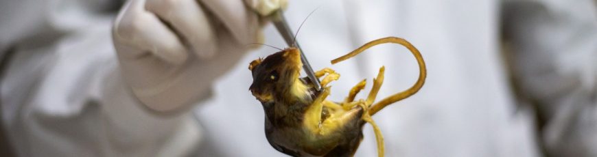 Biólogos realizan un muestreo para descartar el hantavirus en ratones de Ushuaia
