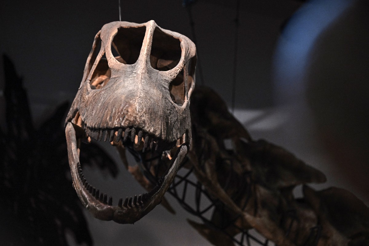 Identifican en Tailandia el dinosaurio más grande del sudeste asiático