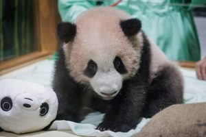 INDONESIA-ANIMAL-PANDA