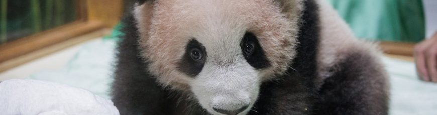 El primer panda gigante nacido en Indonesia se apresta a su presentación en sociedad