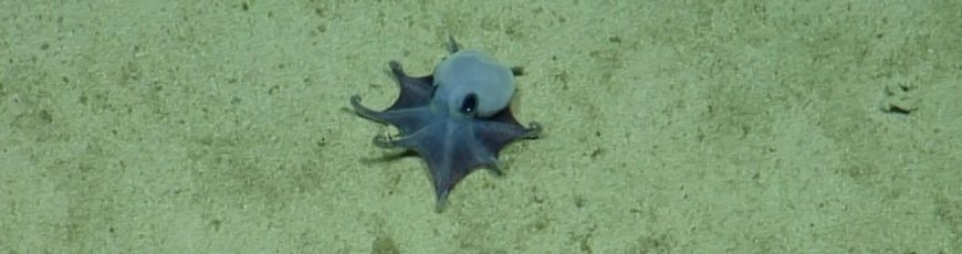 Azul y pequeño como una pelota de golf: así es el nuevo pulpo descubierto en las Galápagos
