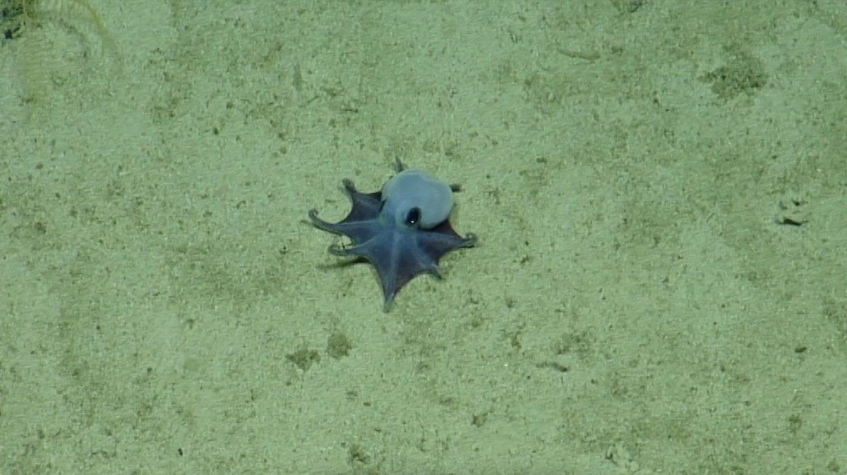 Azul y pequeño como una pelota de golf: así es el nuevo pulpo descubierto en las Galápagos