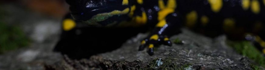 Descubren que la salamandra es fluorescente bajo la luz ultravioleta